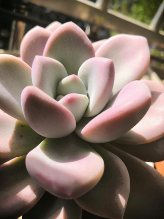 从鼻屎苗到老桩,时光里的蜕变