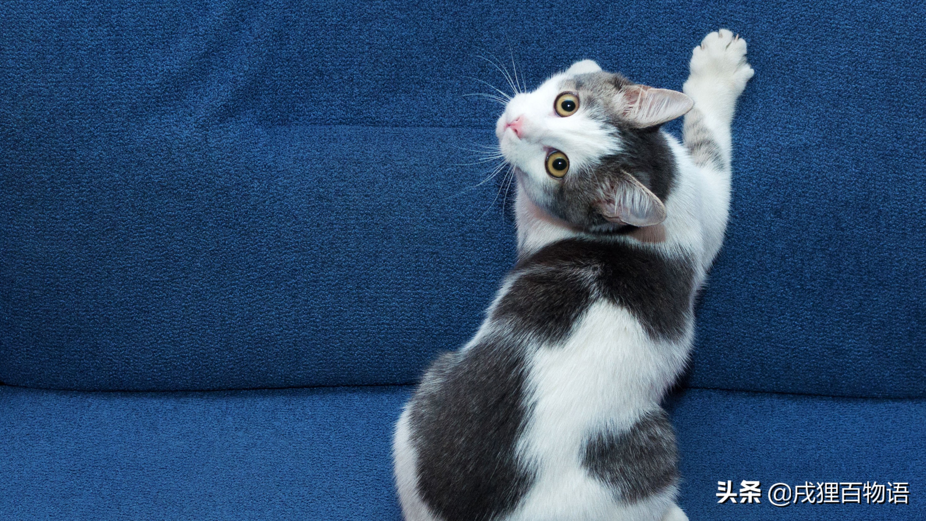 猫咪抓家具,猫咪老是乱抠乱抓怎么办