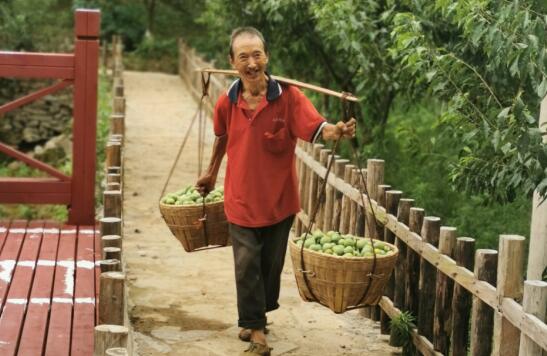 巫山县脆李基地项目,巫山脆李产业