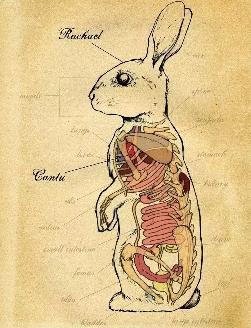 当它们在吃屎时,它们在吃什么?