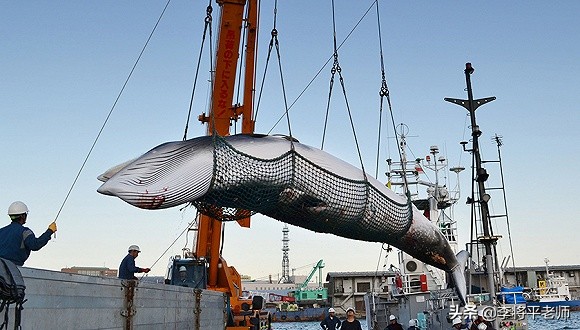 300万头鲸鱼的悲歌，欧美和日本的黑暗捕鲸史，它们驮着欧美文明