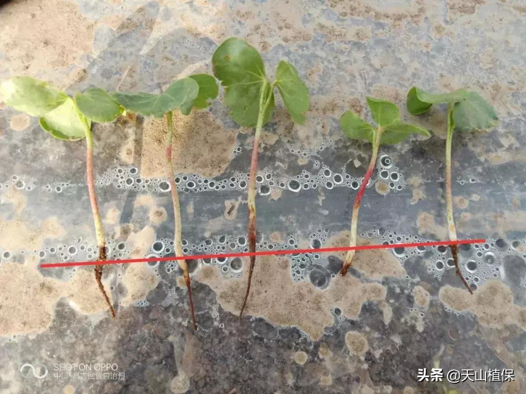 棉花现阶段死苗原因,棉苗冻害最快的解决方法