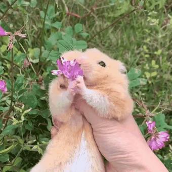 养鼠日常分享仓鼠吃东西,仓鼠能不能吃花朵