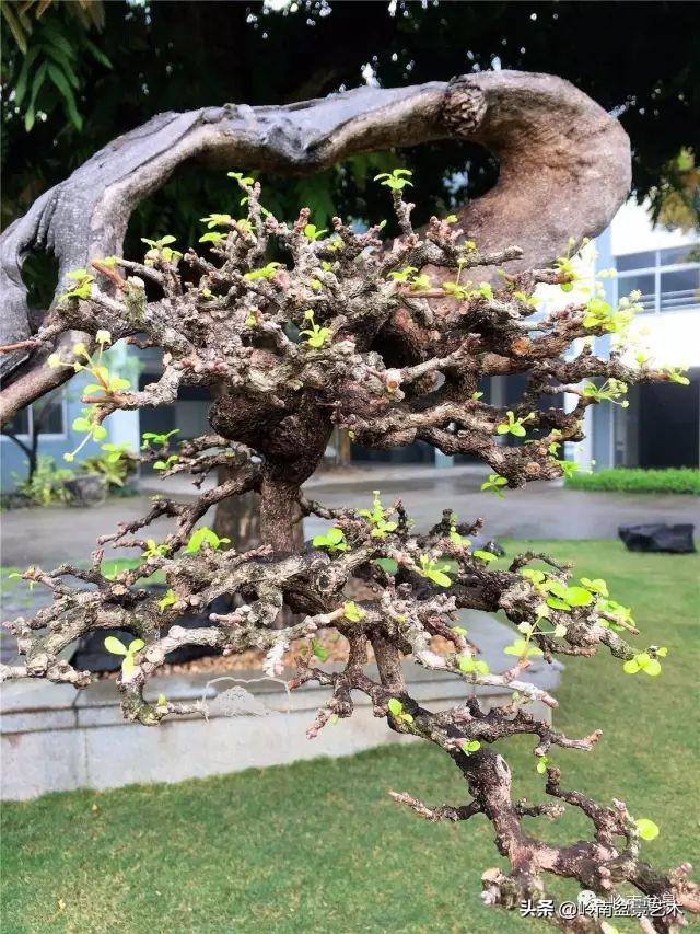 以根代杆下细上粗式盆景图片,各种老根盆景