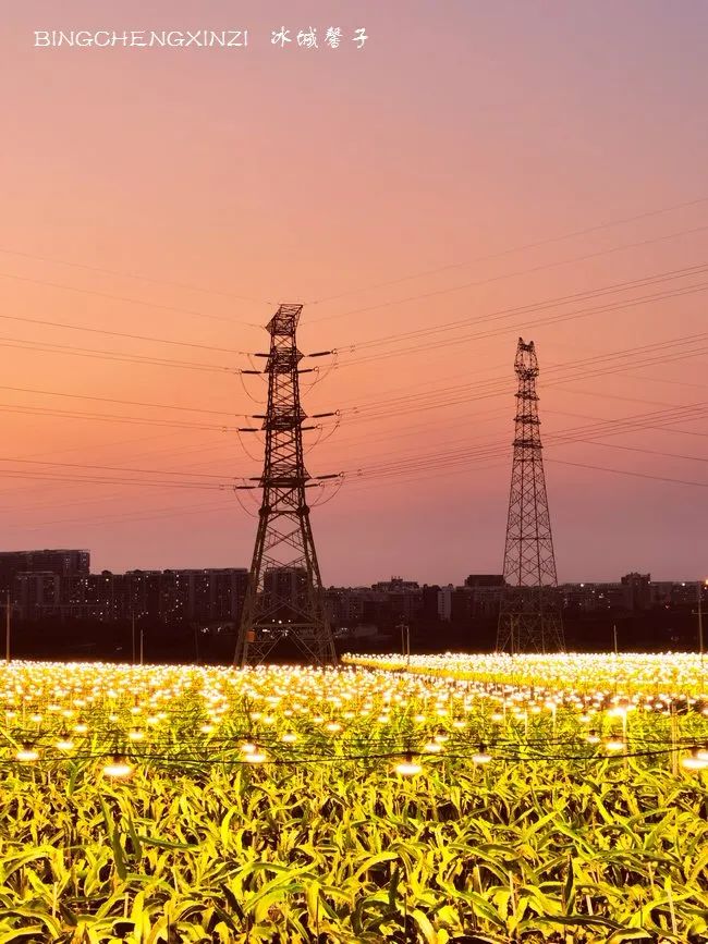 做把“村姑”，走进海南灯火灿烂的火龙果园