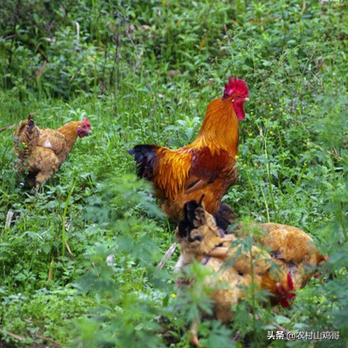 在农村,农民一只土鸡要卖150元,为何农民却不多养,到底啥原因