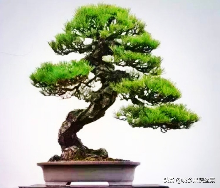 小黑松盆景的造型,黑松盆景各种造型名称及图片