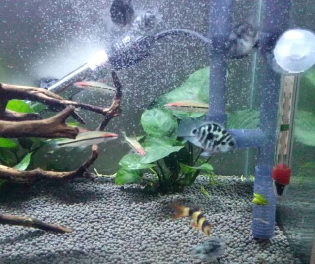 国狮金鱼白点病可以喂鱼食吗,鱼生白点病还可以吃鱼食吗