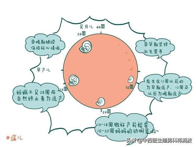 流产科普word模板,手绘解剖图怎么学