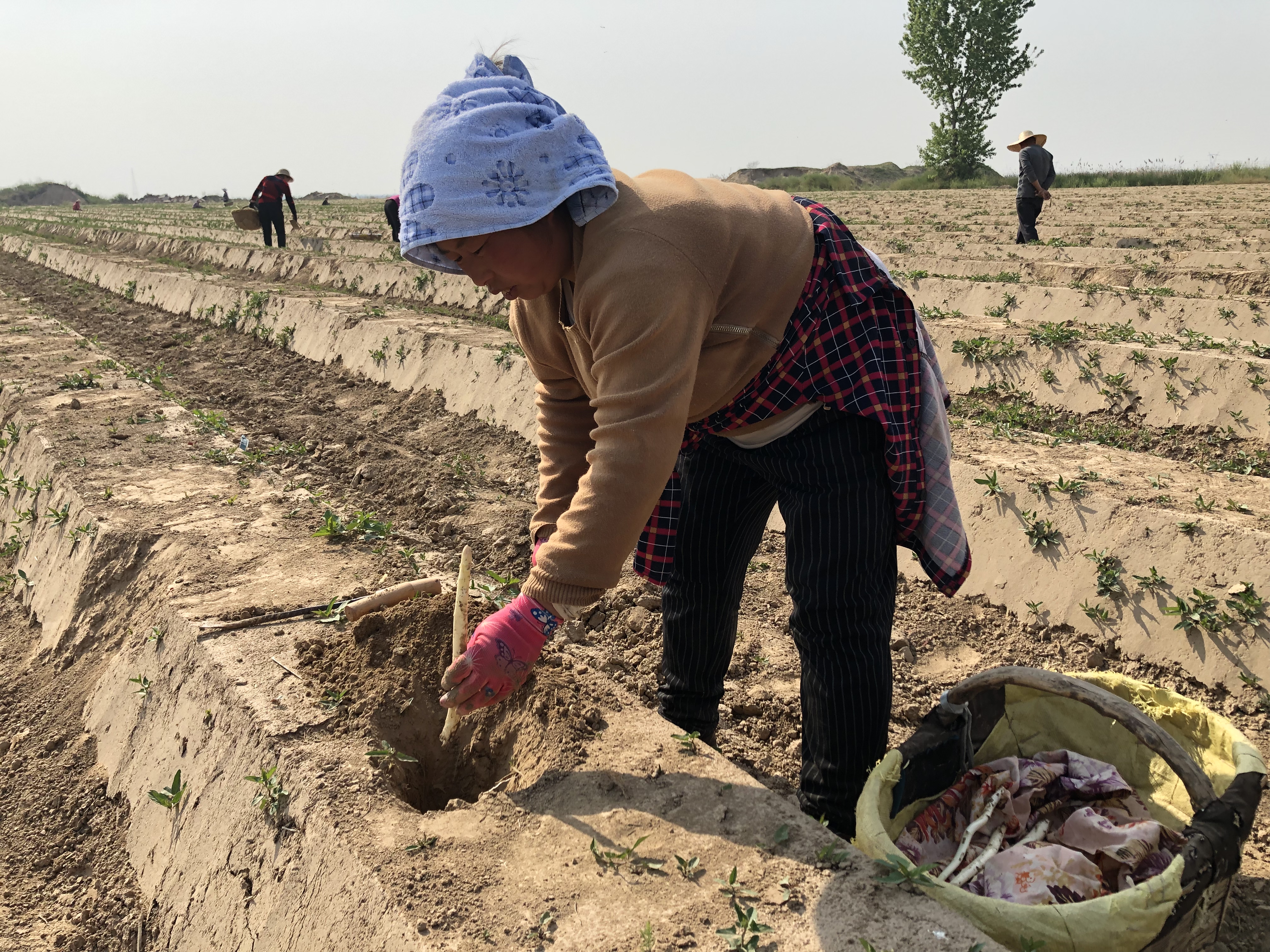 华州:沙土地长出白象牙