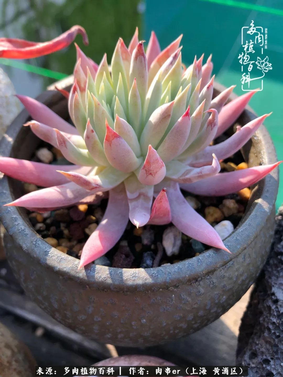 怎么用原相机拍多肉更好看,多肉怎么拍摄好看