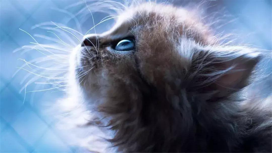 猫咪拉出来像肠子一样的东西,猫咪肠子堵住怎么处理