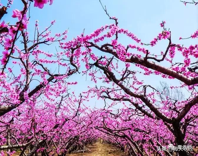 桃树根癌,桃树根腐病治疗方案