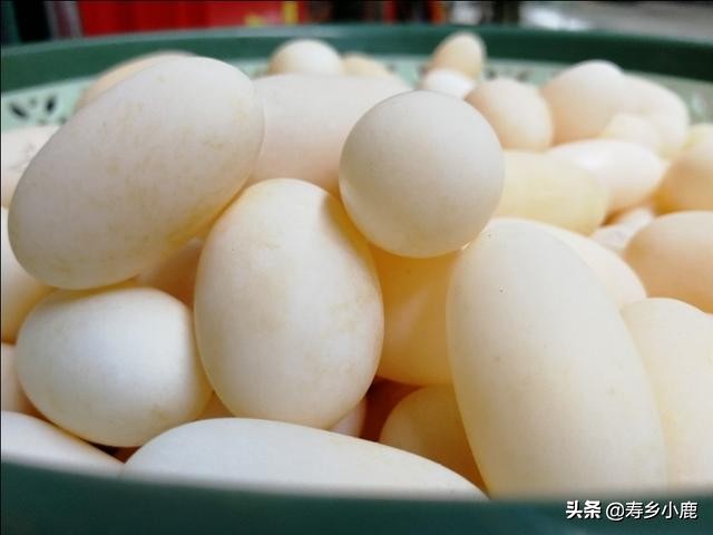 孵化石金钱龟蛋,乌龟蛋怎么孵化石金钱龟