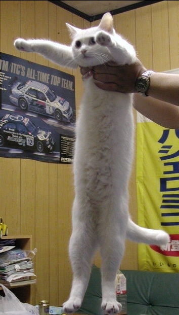 放下了七情六欲戴上金箍才能救你,带上金箍就不能有七情六欲了