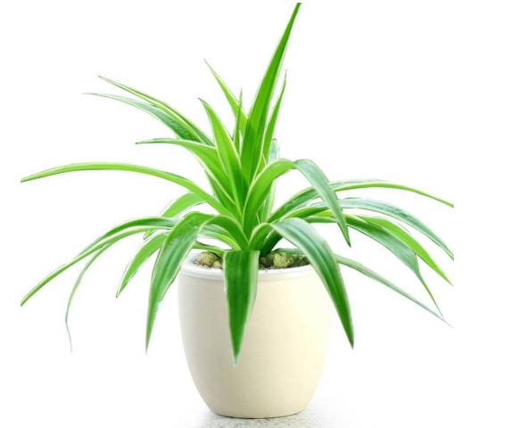 室内吸毒植物大全,七种具有吸毒功能的盆栽植物