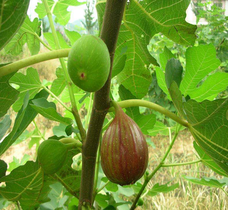 冬季无花果种植需要注意什么,夏天种无花果注意事项