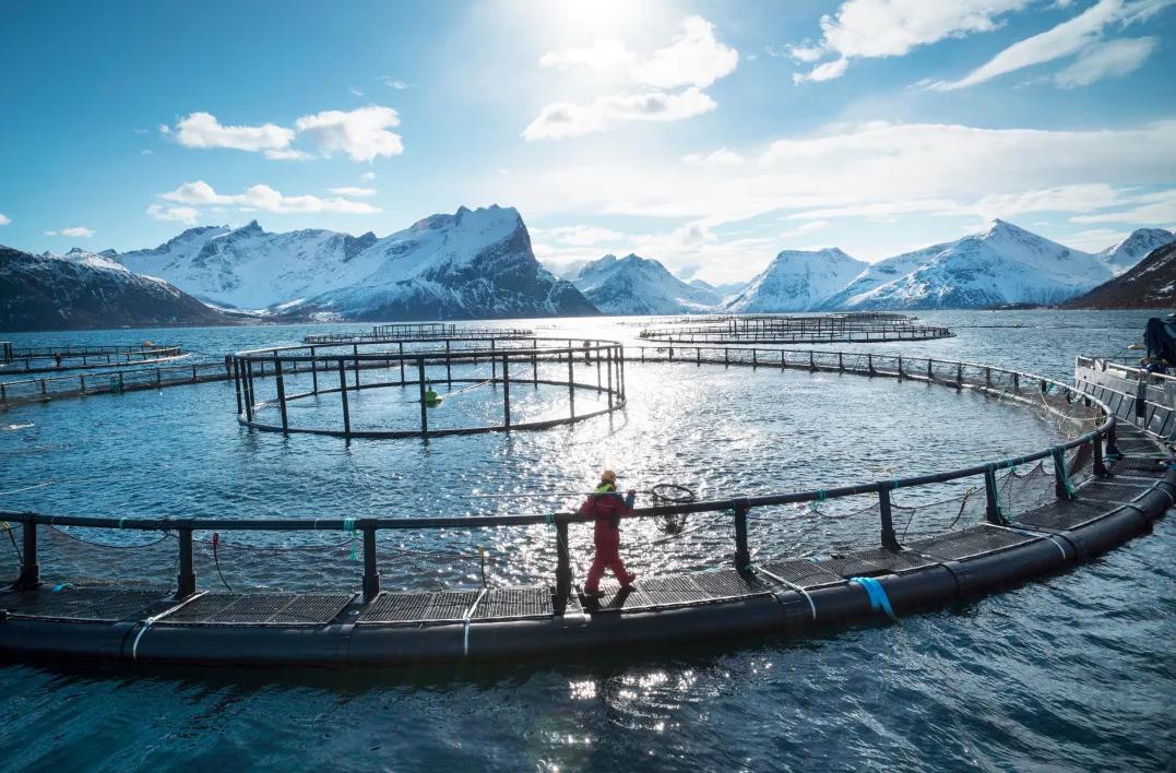 日本三文鱼是挪威进口的吗,三文鱼为什么是日本料理