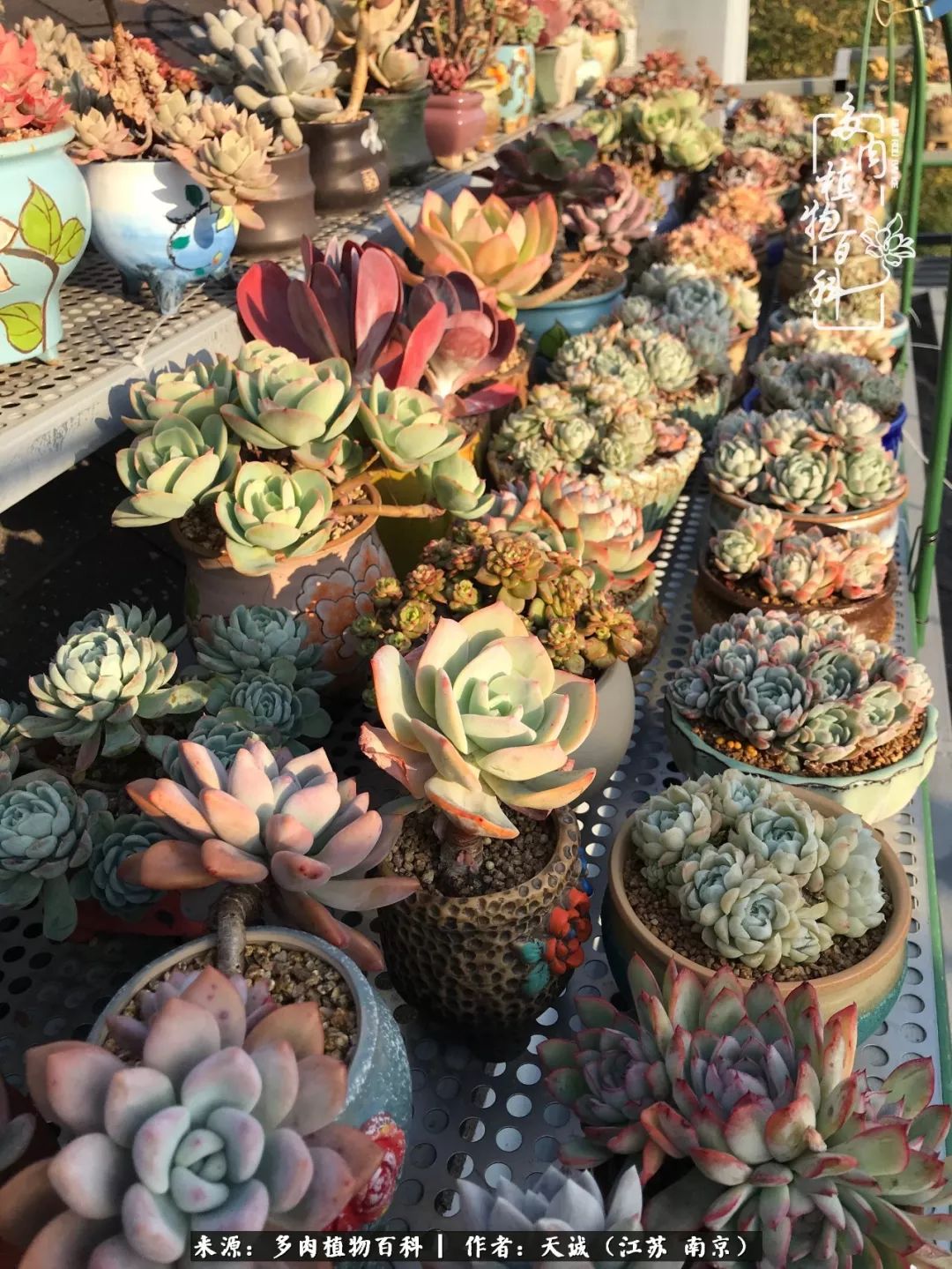 鍙拱瀵圭殑涓嶄拱璐电殑灏忔牱,鍙拱瀵圭殑涓嶄拱璐电殑鍥剧墖灞曠ず