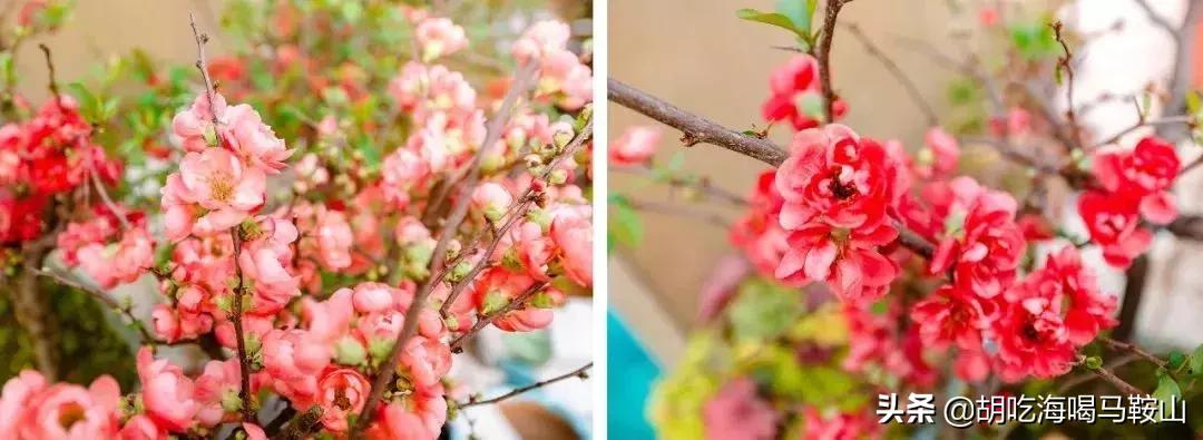 逛遍安徽各个市,安徽省马鞍山附近的大型花市