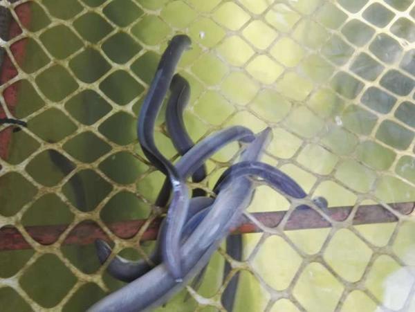 长春网友：它一生产一次卵，在日本被誉为水中人参，卖到300一斤