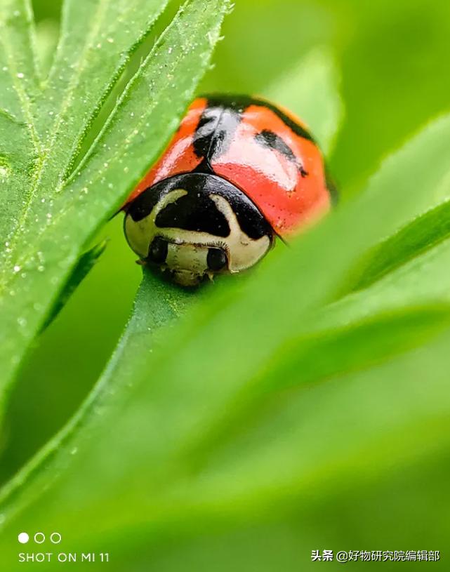 小米便携式显微镜,堪比望远镜的手机2000以下