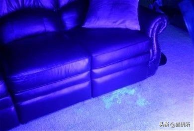 猫咪乱尿怎么办4招教你轻松解决,猫咪在衣服上乱尿是什么原因