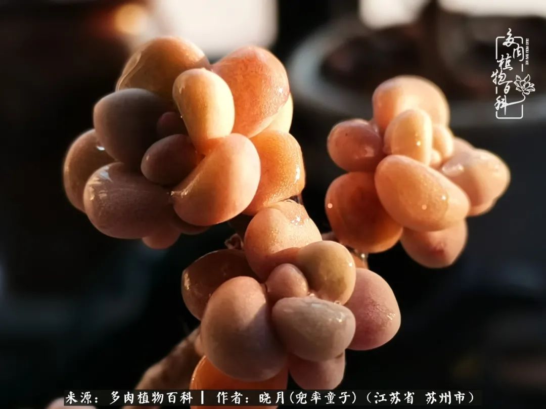 六年时间环游22个国家,却被多肉小萌物征服