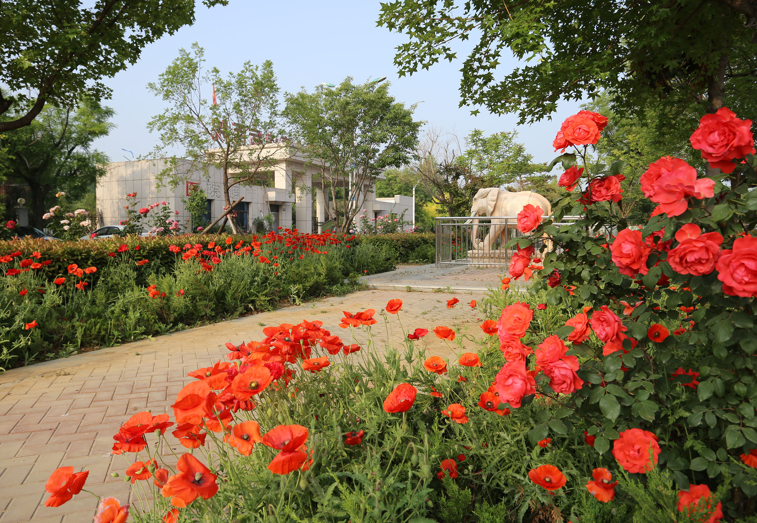 鲜花盛开的五月里满院馨香沁心扉—赵伟摄影、撰文