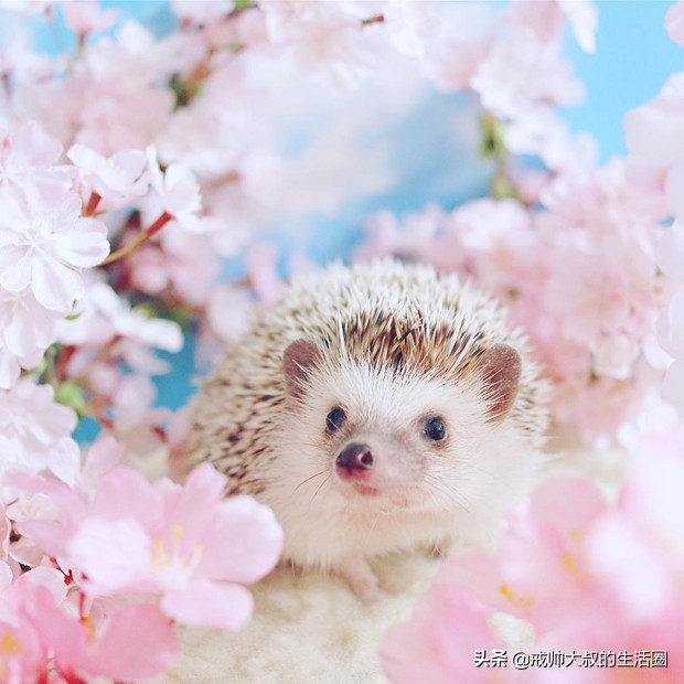 小刺猬到底有多可爱,很可爱的小刺猬有哪些