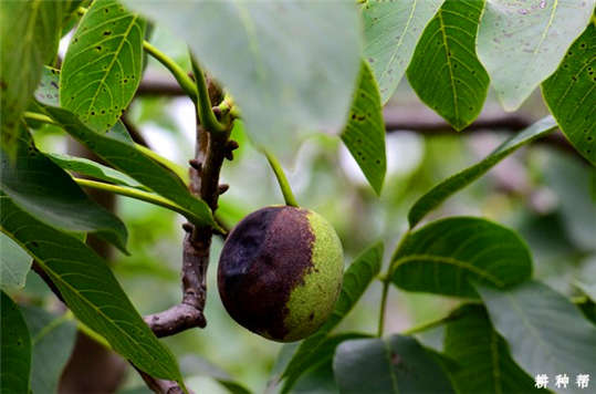 核桃炭疽病幼果期开始发作，采取4项措施就能有效防治