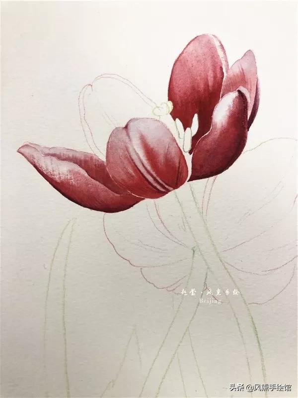 怎么用水彩笔画郁金香教程,粉色水彩郁金香怎么画图片