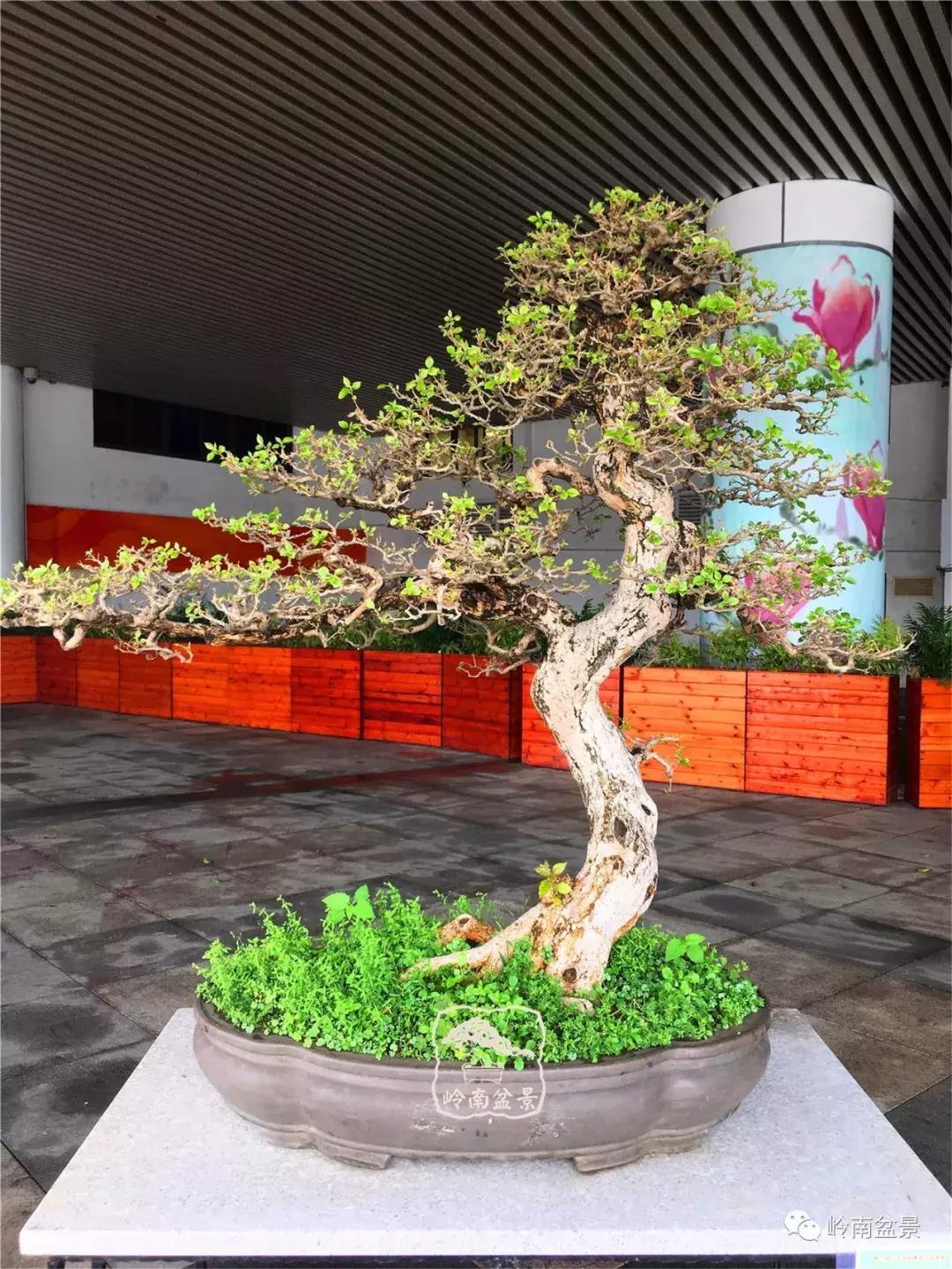 造型极美的盆景一起来欣赏,一组风吹出来的盆景欣赏动感十足