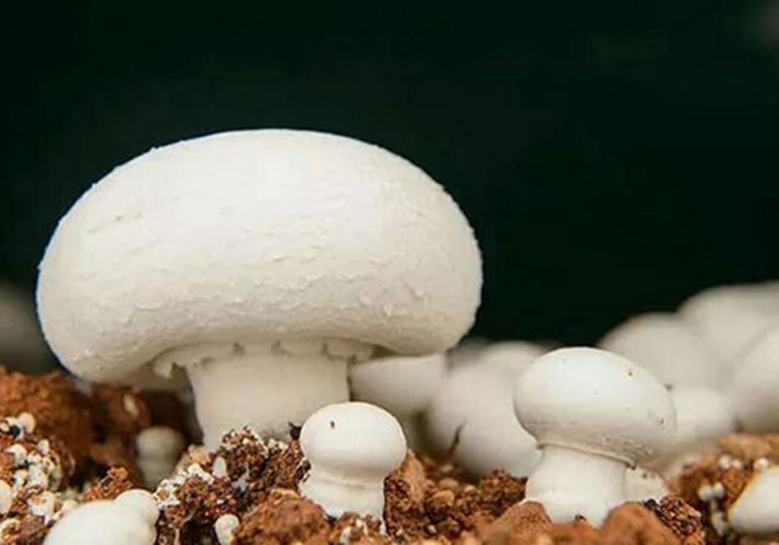 双孢菇怎么栽培种植,双孢菇种植需要什么条件