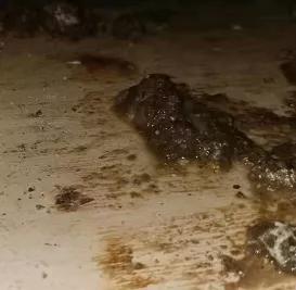 肉鸡呼吸道久治不愈,肉鸡拉稀怎么治疗最好