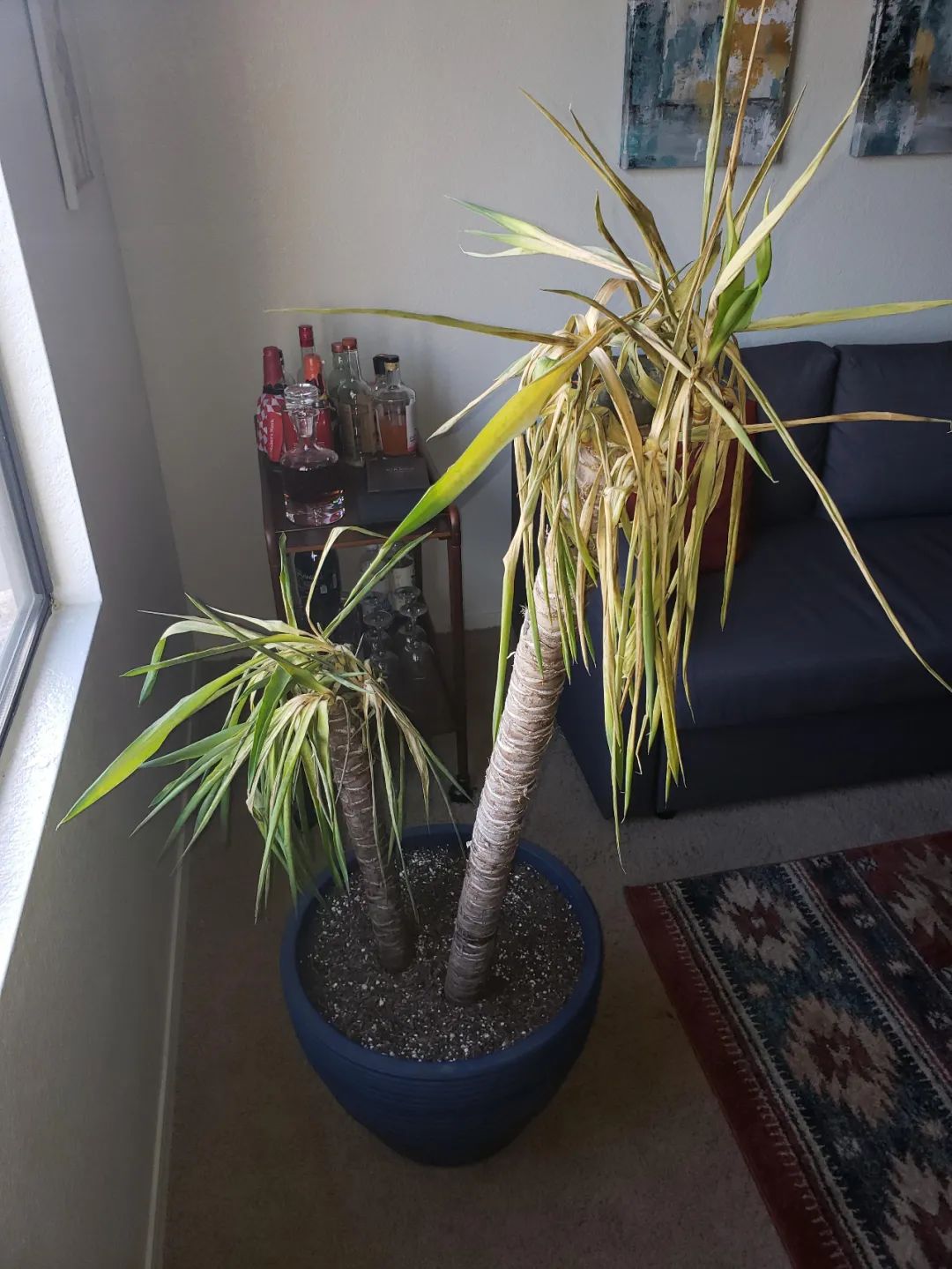 家里养的茶花老掉叶子怎么回事,茶花黄叶月季花黄叶