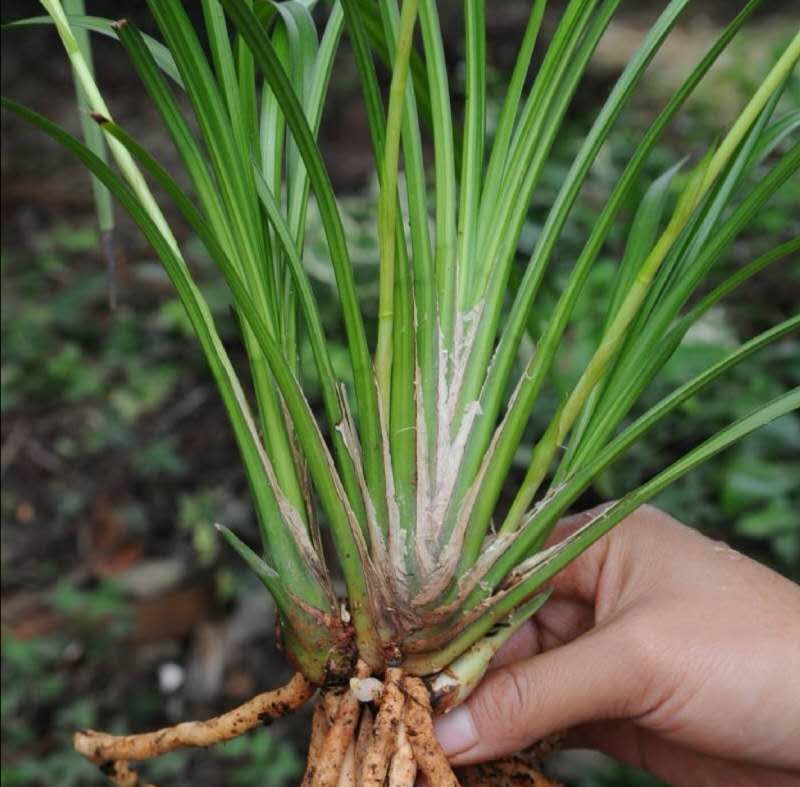 秋芝兰花为什么这么贵,秋芝究竟是什么样的兰花