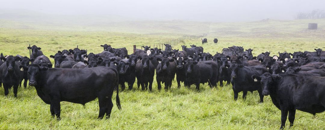 牛排菲力和肉眼有什么区别,眼肉和菲力的区别