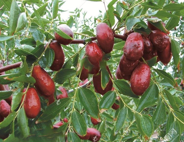 宁夏沙瓤瓜怎么挑,宁夏的灵武长枣和硒砂瓜哪个出名