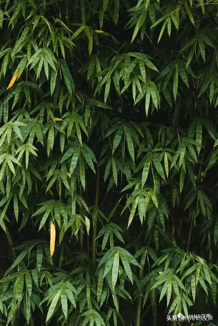 汉口夏天,汉口夏日