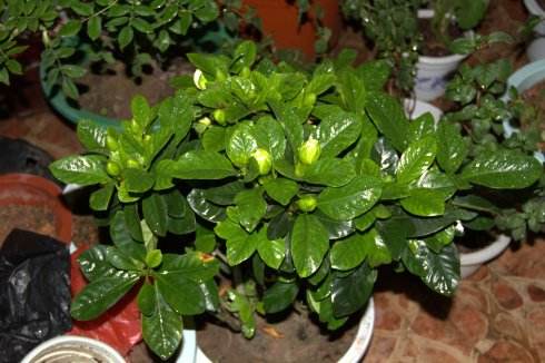 栀子花出现黄叶怎么办,栀子花黄叶怎么办小视频