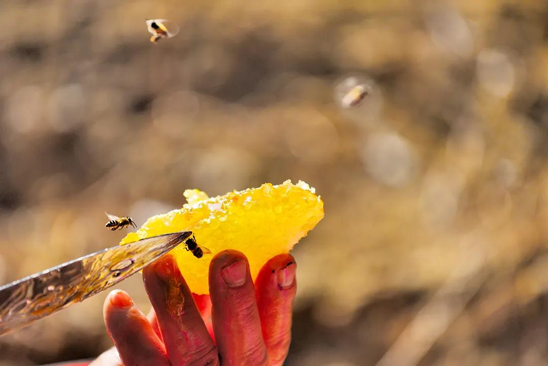这是一个充满生机的公园怎么说,这是一个充满生机的国度朗诵