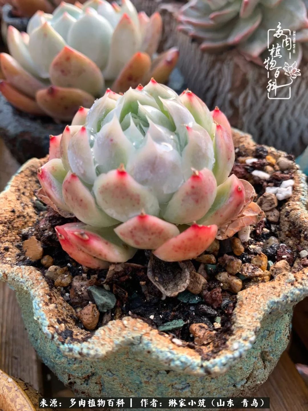 多肉冬季搬进屋里前需要浇水么,多肉过冬