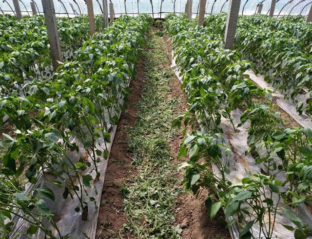 三农辣椒种植四忌要牢记,辣椒用药防治病害时间表