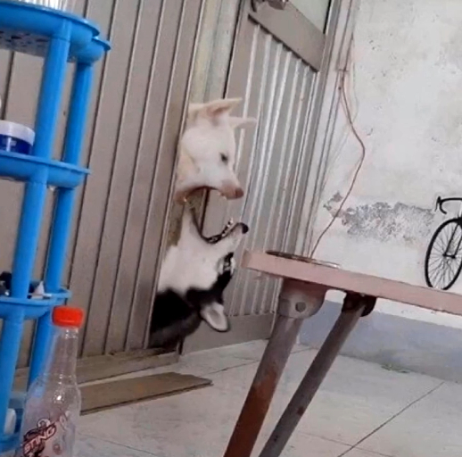 哈士奇破坏力很大吗,哈士奇的破坏力有多大