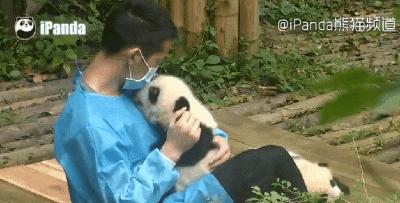 国内可以看熊猫吗,看熊猫要到哪里看