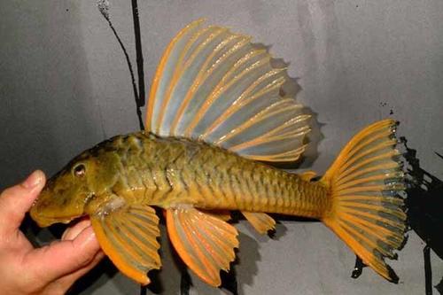 建议穷人养的10种中型观赏鱼,十大养不死的观赏鱼排名