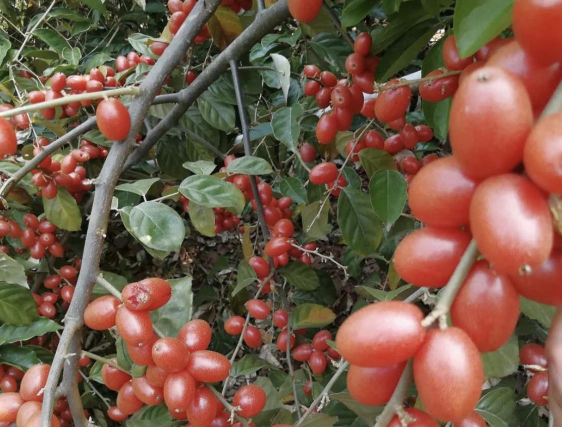 儿时山上摘像草莓的野果,山上有一种野果像羊奶果