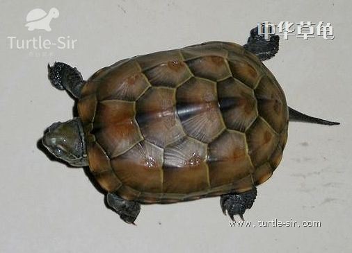 中华草龟和花龟药用哪个更好,人工饲养的中华草龟的功效与作用