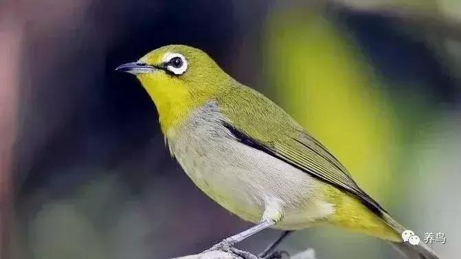 绣眼的正确喂养方法,野生的绣眼怎么喂养